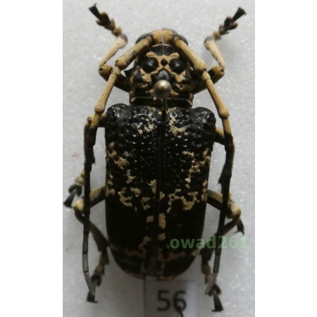 Phryneta marmorea (Olivier, 1792) Madagascar 31mm56